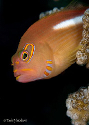 Ring Eyed Hawkfish taken in Layang Layang :o) by Debi Henshaw 